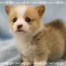 이쁜강아지 이미지