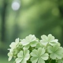행복주