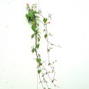 담장 밖의 가을 / 이신동 이미지