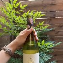 [화이트 와인] 트레드 소프틀리 소비뇽 블랑 후기｜10% 저도수 호주 화이트 와인 솔직 리뷰