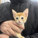 하니캣 | 아비시니안분양, 초보 집사의 첫 만남 후기(feat. 도레미캣)