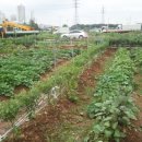 신길농장 이미지