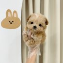 요기독 강아지분양 고양이분양 수원본점 이미지