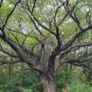 황령산유원지 생태숲 이미지