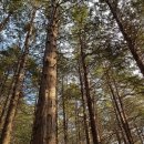 부산혜남학교 | 부산 황령산 등산 코스 전망대 봉수대 황령산레포츠공원 돌산공원 편백나무숲