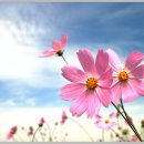 코스모스 이미지