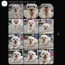 VIP동물한방재활의학센터by.Dr.신사경 | 3년째 다니고 있는 VIP 동물한방재활의학센터 by Dr.신사경