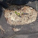 동루골막국수 이미지