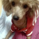 둘리애견 이미지