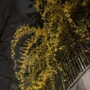 동호로5길 | 한창 꽃 좋아하는 나이의 주말 기록 (04.10-12)