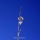 버들목장 이미지