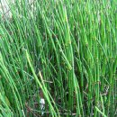 대천천1 이미지