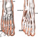 [竅陰穴][규음혈] [足竅陰][족규음] 이미지