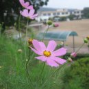 원북초등학교 이미지