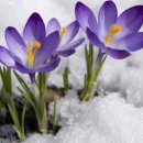 눈속에피는꽃 이미지