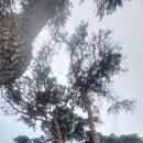 모항해수욕장 이미지