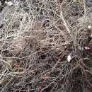 삼지목장 이미지