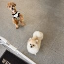 견묘양처 | 진주원데이클래스[견묘양처]마들렌 만들기 수업듣고왔어요