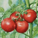 토마토 종류, 맛과 색깔, 크기까지! 다양한 토마토를 만나보세요 이미지