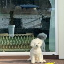 토리푸하우스 | 태안 애견펜션 "토리푸하우스" 내돈내산 후기!!