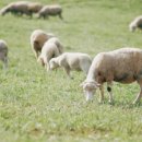 외길목장 이미지