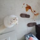 냥이사랑 이미지