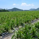 기업농장 이미지