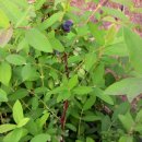 베리몽땅 이미지