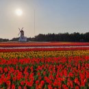 튤립공원 이미지