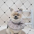 오도르봉 이미지