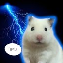 바이올렛 파도에게