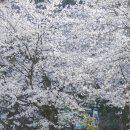세촌