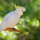 아일랜드 앤 코 이미지