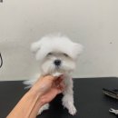 헬로퍼피1 이미지