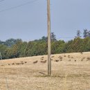 성원목장 | [충남 여행] 아너드 서산 유기방가옥 수선화, 한우목장, 간월암 투어 후기 | 봄 여행지 추천 아너드투어