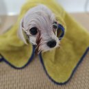 도그트리 이미지