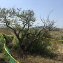 동광리-14 이미지