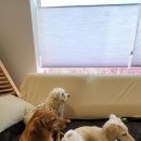 댕굴댕굴 이미지