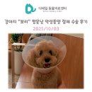 즐거운 동물병원 | 철산 동물병원) 강아지 &#34;보리&#34; 항문낭 악성 종양 제거술 및 항암 치료 후기