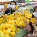 황금향 이미지