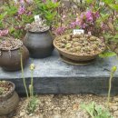 바위솔타운 이미지