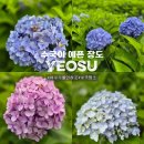 웅천새마을떡방아간 | 여수 가볼만한곳] 수국명소 장도 6월23일 화요일 실시간 개화 상황 및 물때팁