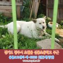 진돗개를찾습니다,암컷,경기도 광주시 초월읍 선동초등학교 부근에서 실종되었습니다. 이미지