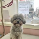 트리몽