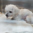 대곡동물병원 이미지