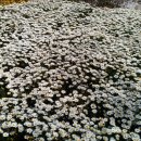 계양산산림욕장(장미원) 이미지