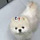 ⭐ 팝마트 라부부 나랑놀자 시리즈 당첨후기 ⭐