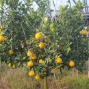 권오선농장 이미지