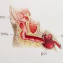 비타민 동물병원 이미지