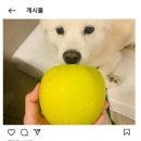 돈국당 이미지